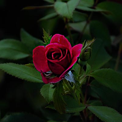 Rose