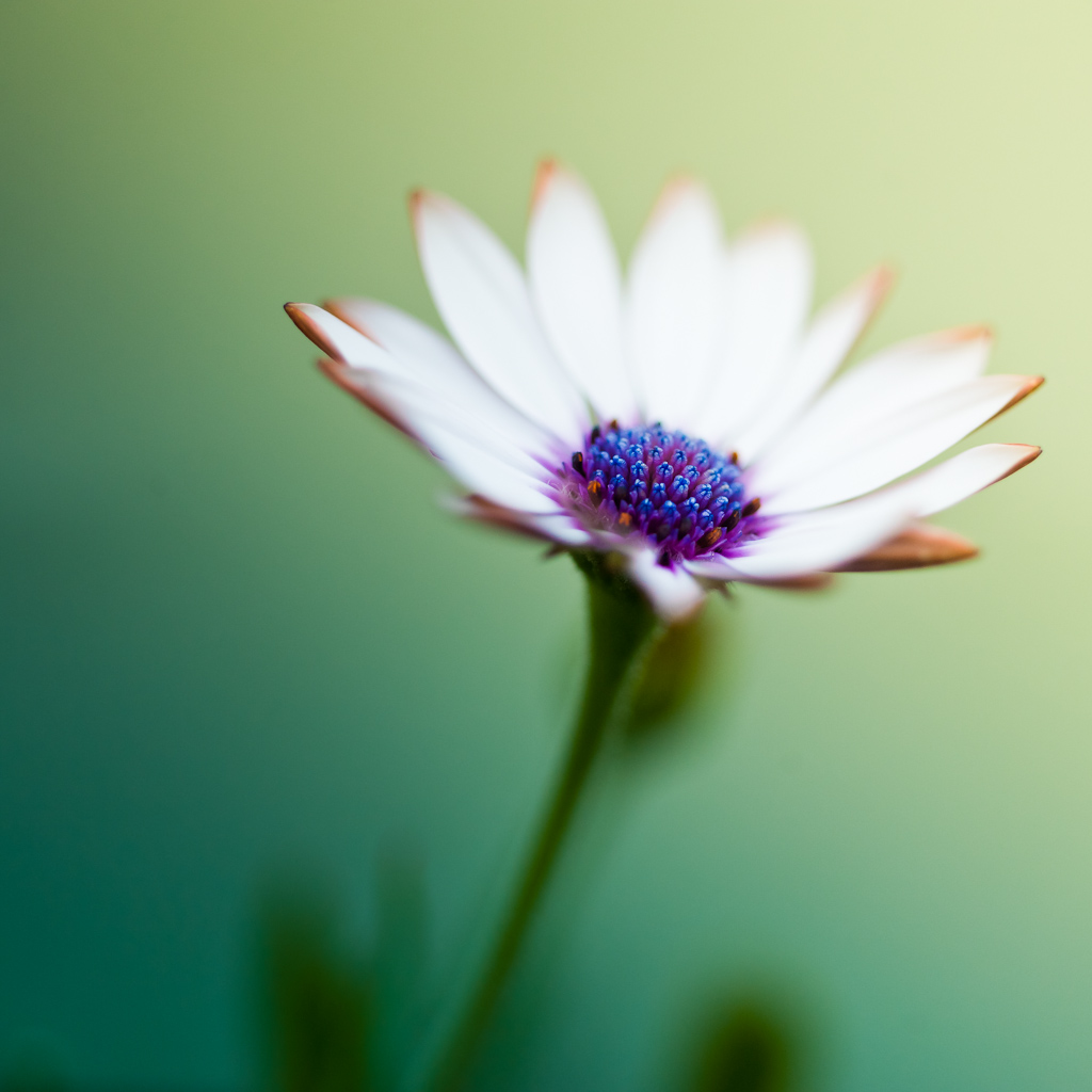 picture of a flower