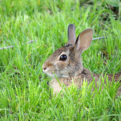 picture of a rabbit