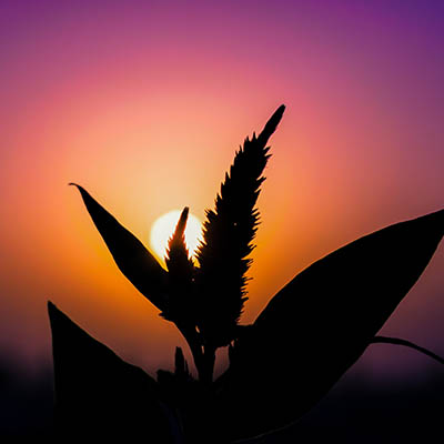 picture of a sunset